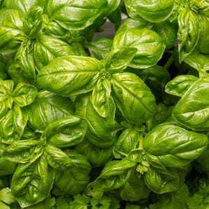 1000 Italian LARGE LEAF BASIL Ocimum Basilicum Herb Flower Seeds