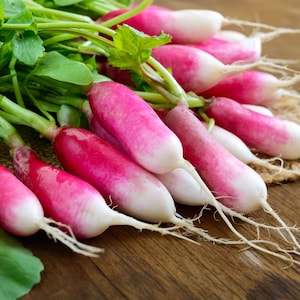 750 FRÜHSTÜCK RADISH Raphanus Sativus Gemüsesamen