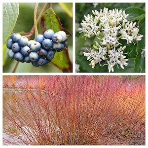 20 SILKY DOGWOOD Shrub Cornus Amomum syn. Coerulea Swida aka Kinnikinnik & Red Willow White Flower Silver Blue Berry Seeds