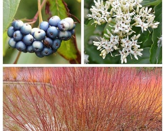 20 SILKY DOGWOOD Shrub Cornus Amomum syn. Coerulea Swida aka Kinnikinnik & Red Willow White Flower Silver Blue Berry Seeds