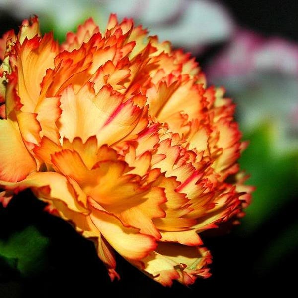 50 ORANGE CARNATION Dianthus Caryophyllus Chabaud Double Flower Seeds *Comb S/H