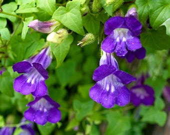 10 MIXED DRAGONSNAP VINE Asarina Scandens Climbing Snapdragon Pink Blue Red White Flower Seeds