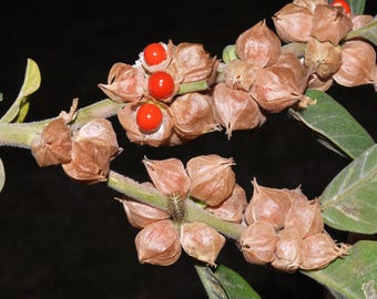 50 graines de fleurs de ginseng indien Withania Somnifera Ashwaganda