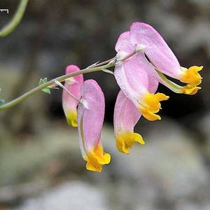 50 ROCK HARLEQUIN Pink & Yellow Corydalis Sempervirens Flower Seeds image 2