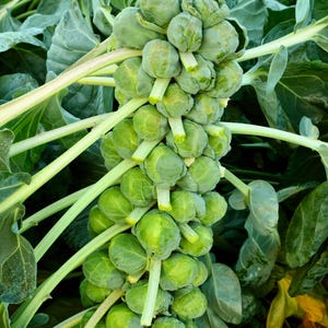 1000 Long Island IMPROVED BRUSSEL SPROUTS Brassica Oleracea Gemmifera Vegetable Seeds
