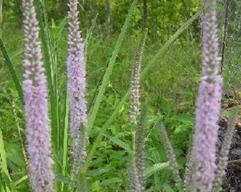 50 Light Pink VERONICA Longifolia / SPIKE SPEEDWELL Flower Seeds *Flat Shipping