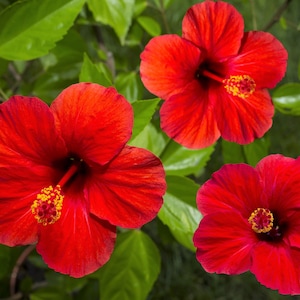 10 Luna RED HARDY HIBISCUS Hibiscus Moscheutos Balhibred Flower Seeds