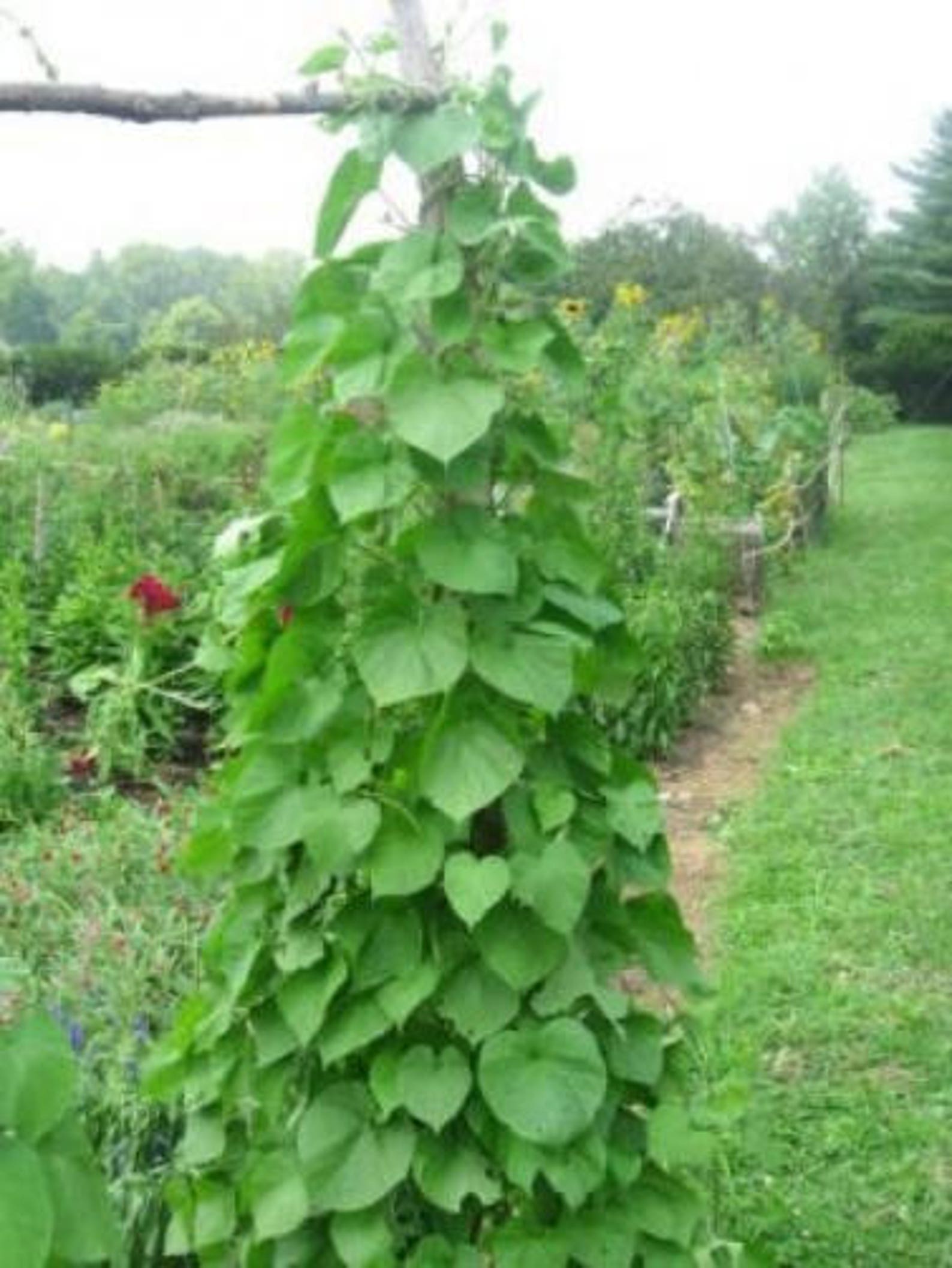 50 KENTUCKY WONDER Pole BEAN Phaseolus Vulgaris Vegetable Etsy