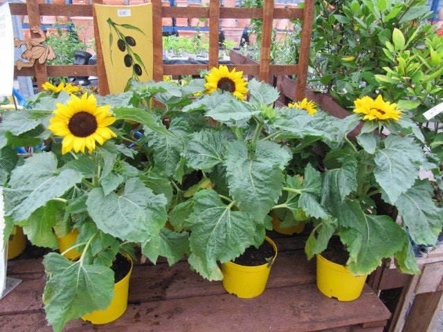 20 Seeds Sunflower Seed Helianthus Annus Beautiful For Garden Flower Seed A296