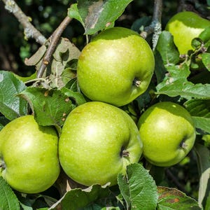 25 ANTONOVKA APFELBAUM Malus Pumila var. Antonovka Gelb Grün Frucht Rosa Weiß Blumensamen