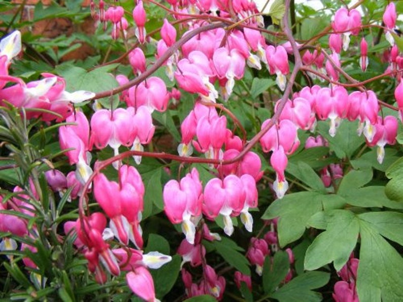 10 BLEEDING HEART PINK Old Fashioned Dicentra Formosa Shade Etsy