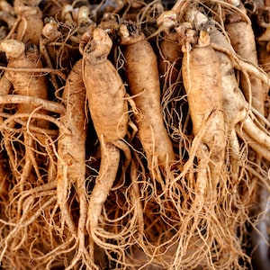 15 semillas de hierbas chinas asiáticas de GINSENG coreano Panax Shade
