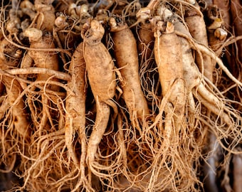 15 Asian KOREAN GINSENG Panax Shade Chinese Herb Seeds