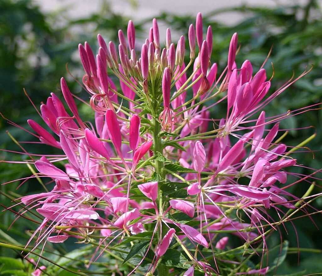 100 Rocky Mountain BEE PLANT Cleome Serrulata Flower Seeds