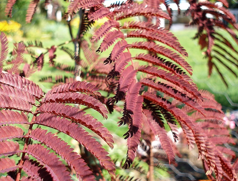25 MIMOSA / Persian SILK TREE Julibrissin Seeds Etsy