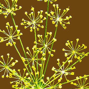 2500 BOUQUET DILL Anethum Graveolens Herb Flower Seeds image 3