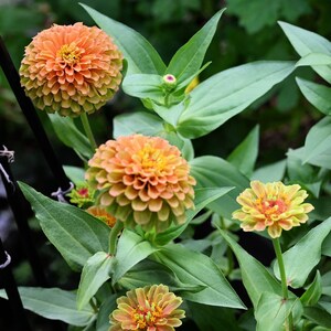 20 Organic QUEENY LIME Mix ZINNIA Elegans Mixed Colors Red Orange ...
