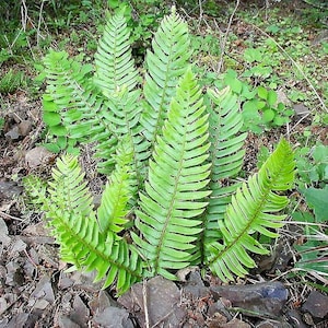 1500 Western SWORD FERN Giant Holly Swordfern Polystichum Munitum Aspidium Solitarium Spores Seeds
