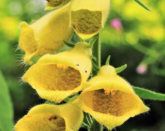 Foxglove Yellow 50  Seeds