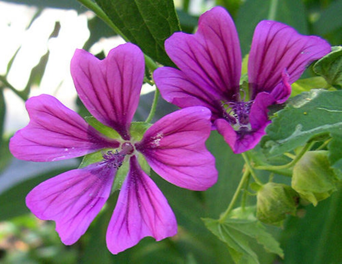 20 MAURITANIAN MALVA Mallow Malva Sylvestris Var. Mauritania - Etsy