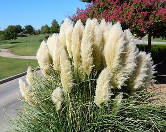 PURPLE PAMPUS GRASS SEEDS AS SHOWN ONE BAG AROUND 100 SEEDS PURPLE PAMPUS GRASS SEEDS AS SHOWN ONE BAG AROUND 100 SEEDS