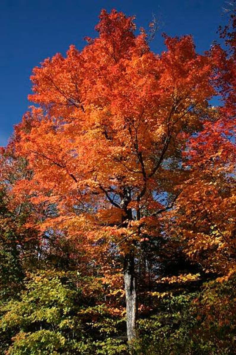 20 Tartarian FLAME MAPLE TREE Red Acer Tartaricum Seeds Etsy