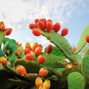 10 Orange PRICKLY PEAR CACTUS Nopal Indian Fig Opuntia Ficus-Indica Fruit Flower Seeds