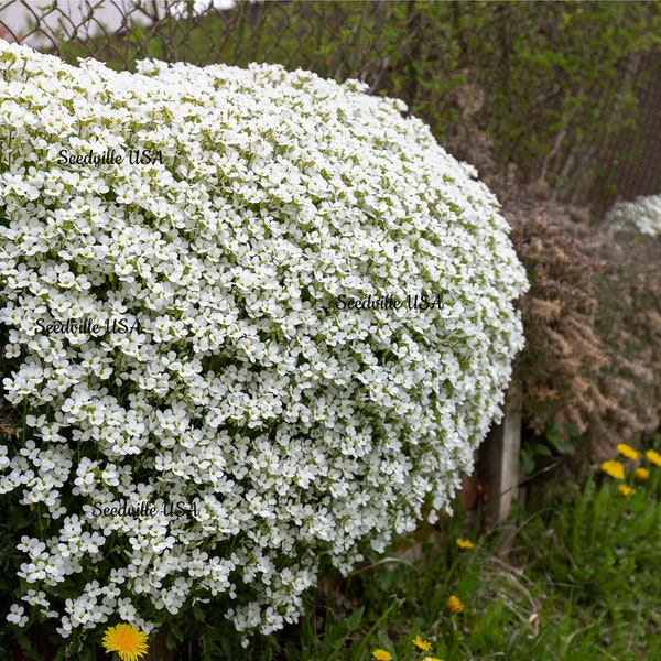 800 WHITE ALPINE ROCKCRESS Aubrieta Rock Cress Arabis Alpina Flower Seeds *Flat Shipping