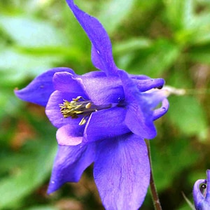 100 LILA Akelei Aquilegia Vulgaris Blumensamen * Kamm S / H