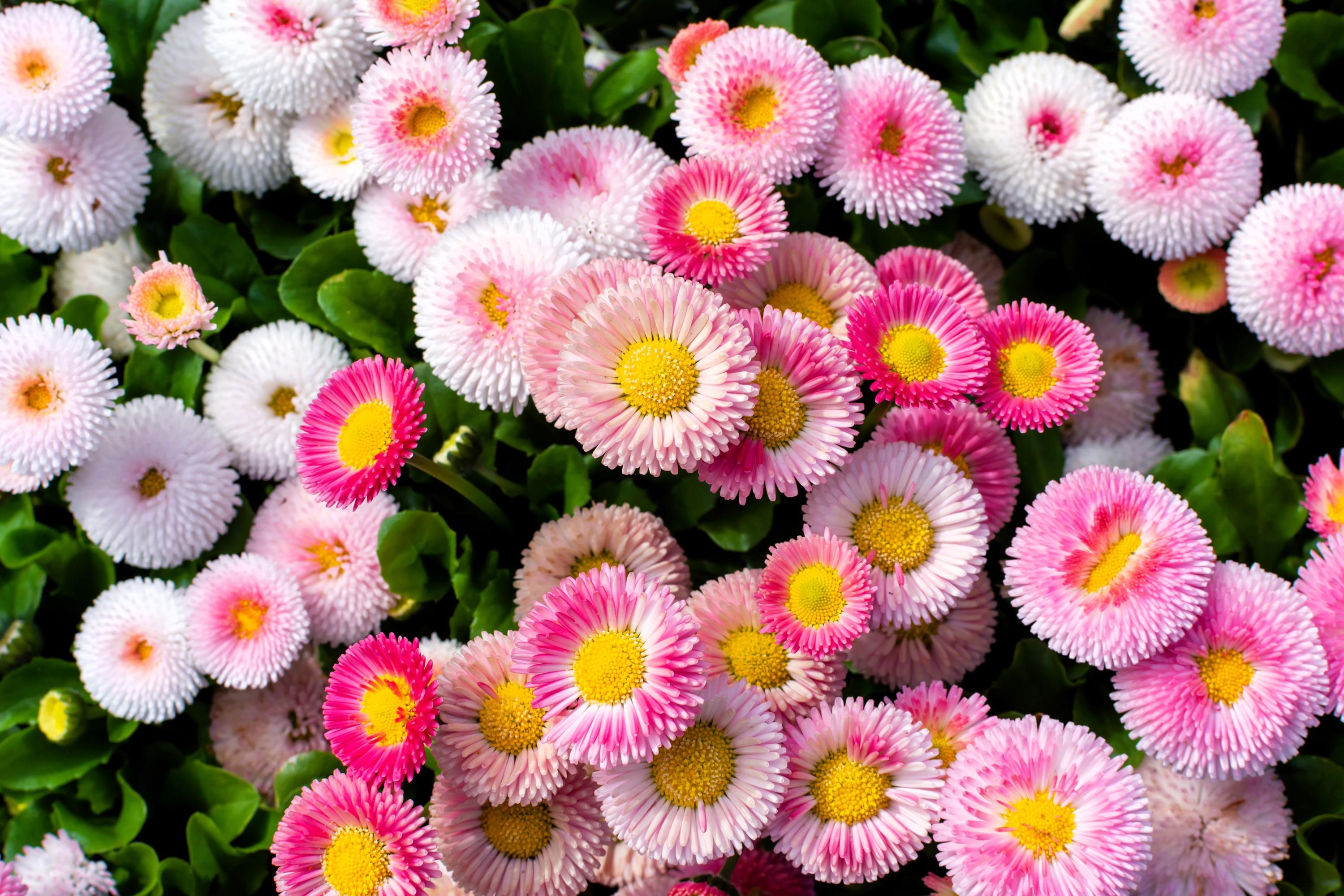 100 MIXED Colors ENGLISH DAISY Bellis Perennis Flower Seeds - Etsy