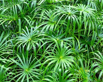50 UMBRELLA PALM TREE Cyperus Involucratus Papayrus Sedge Seeds *Flat Shipping