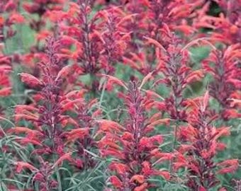 30 Red AGASTACHE HEATHER QUEEN Hummingbrid Mint Hyssop Flower Herb Seeds *Flat Shipping