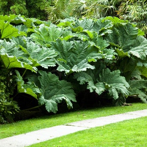 10 GUNNERA MANICATA 6' Leaves Giant Rhubarb Dinosaur Plant Moist Shade Red Flower Seeds image 4