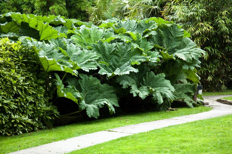 10 GUNNERA MANICATA 6' Leaves Giant Rhubarb Dinosaur Plant Moist Shade Red Flower Seeds image 4