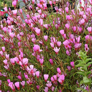 Farewell to Spring SeedsGodetia Clarkia Amoena Pink Red Cherry Flower 2021 Farewell to Spring SeedsGodetia Clarkia Amoena Pink Red Cherry Flower 2021