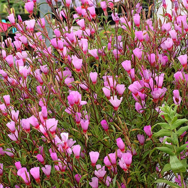 500 Pink FAREWELL TO SPRING Clarkia Elegans Godetia Flower Seeds