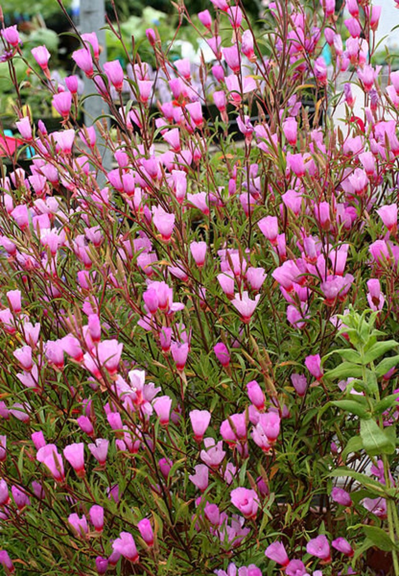 500 Pink FAREWELL TO SPRING Clarkia Elegans Godetia Flower