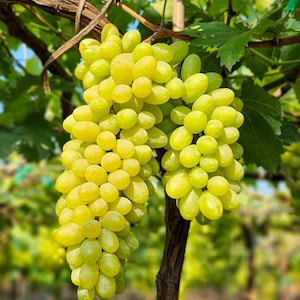 50 GREEN (Dessert / Table) GRAPE Vitis Vinifera Fruit Vine Seeds