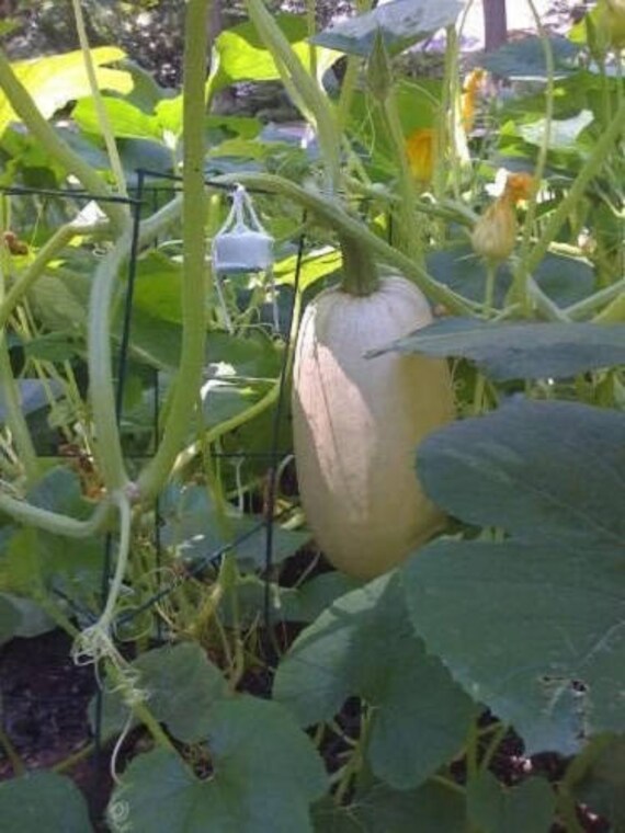 50 Vegetable Spaghetti Squash Winter Cucurbita Pepo Seeds Etsy