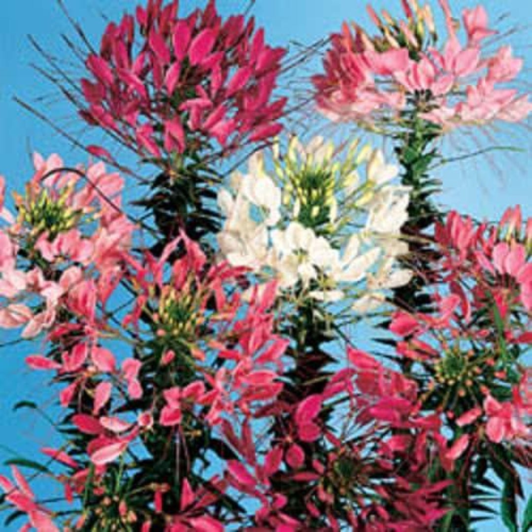 250 colores MIXTOS QUEEN CLEOME (flor de araña) Cleome Hassleriana ...