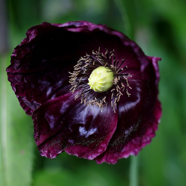 250 Organic AFTER MIDNIGHT POPPY Darkest Purple Almost Black Papaver Somniferum Flower Seeds