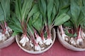 20 RAMP / WILD LEEK Allium Tricoccum Ramps Vegetable Herb White Shade Flower Seeds