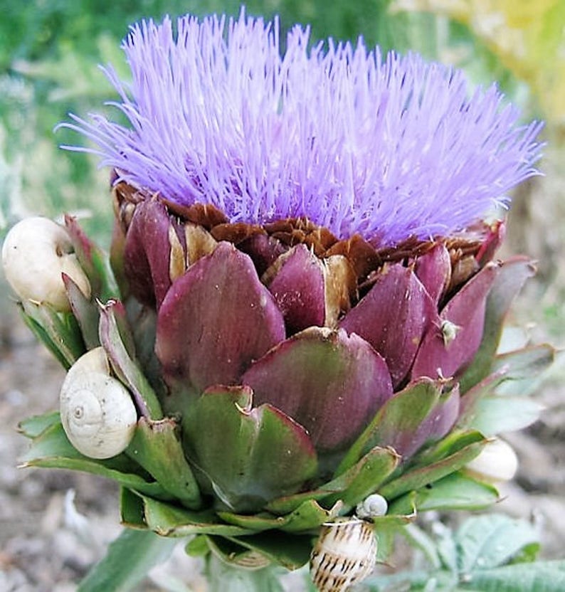 50 PURPLE ROMAGNA ARTICHOKE Italiano Cynara Scolymus Flower Etsy España