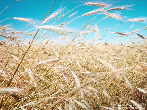 Beer Barley Seed 100 Seeds Hordeum Vulgare Nutrient Rich Herb Plant M009 Beer Barley Seed 100 Seeds Hordeum Vulgare Nutrient Rich Herb Plant M009