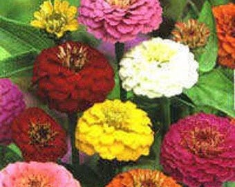 500 Mixed Colors CALIFORNIA GIANT ZINNIA Elegans Flower Seeds *Comb S/H