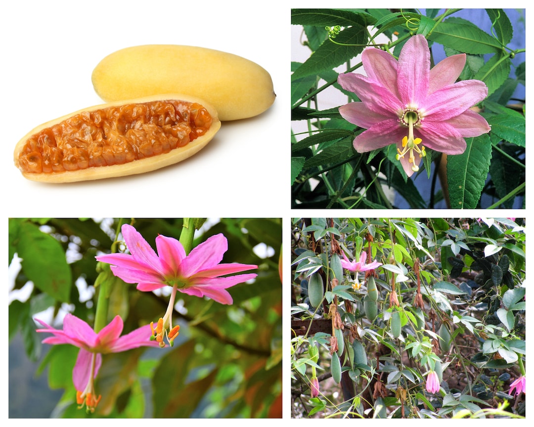 10 BANANA PASSION FRUIT Pink Passion Flower Passiflora Mollissima 10-banana-passion-fruit-pink-passion-flower-passiflora-mollissima