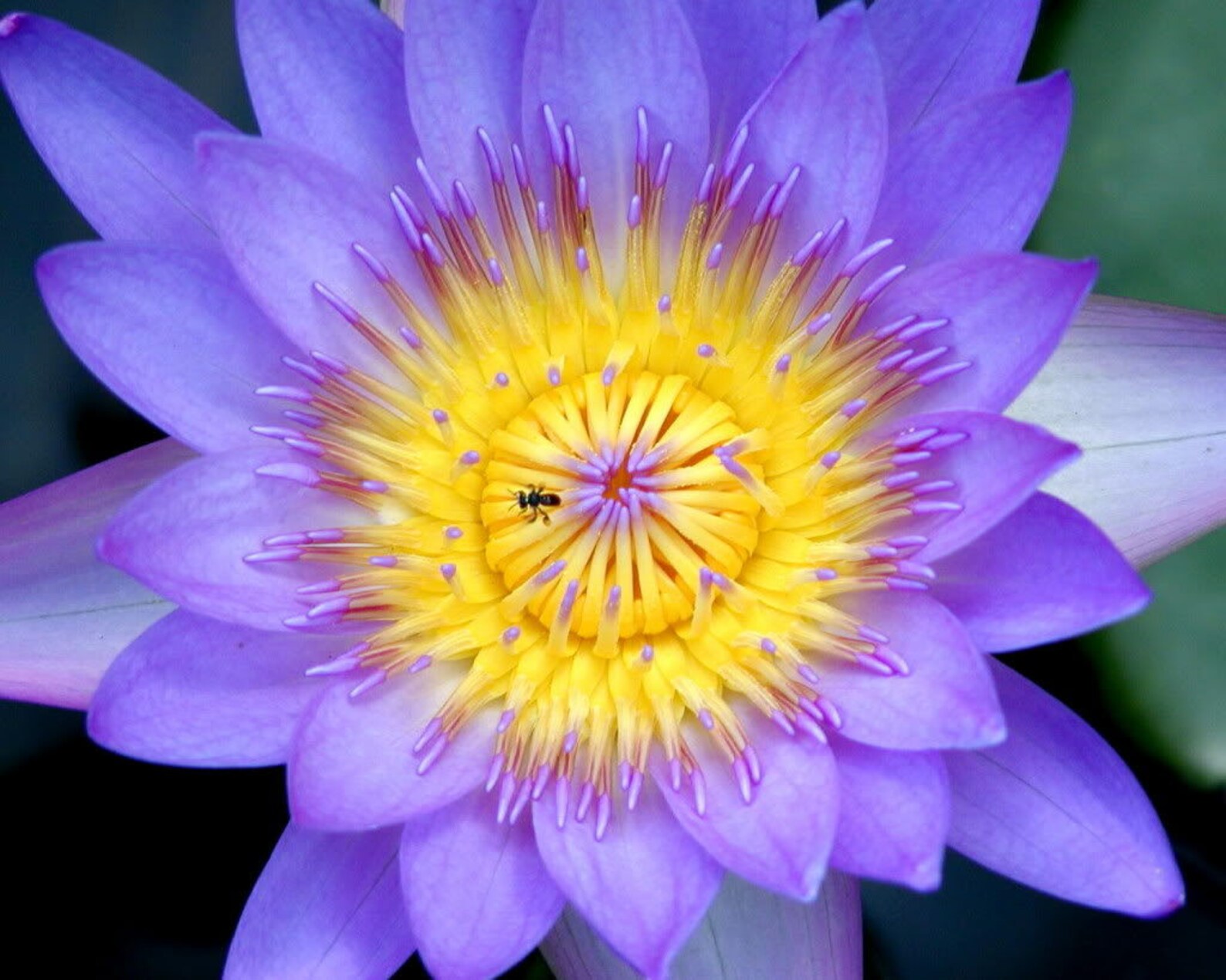 10 PURPLE Lotus WATER LILY Pad Nymphaea Sp Pond Flower