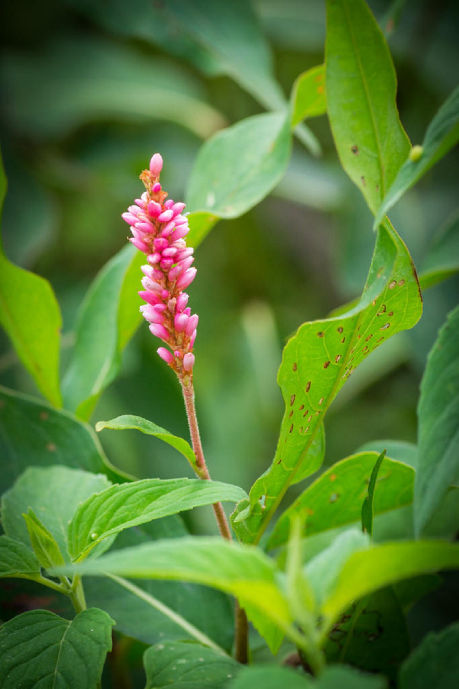 100 PINKWEED Smartweed Pink Knotweed Polygonum Wetland Flower Etsy