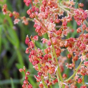 100 SHEEP SORREL Rumex Acetosella Red Field Sorrel Sour Weed Herb Flower Seeds