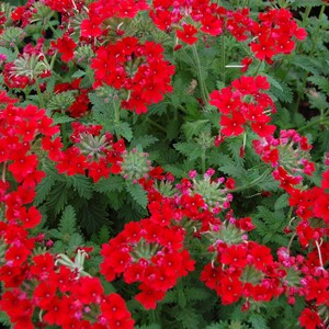 100 MIXED COLORS VERBENA Hortensis Flower Seeds - Etsy